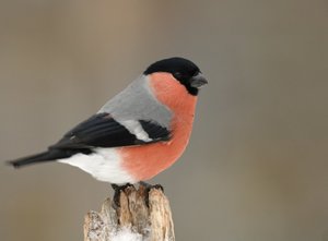 Vogel plaatjes Goudvink 