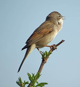 Vogel plaatjes Grasmus 