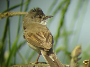 Vogel plaatjes Grasmus 