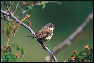 Vogel plaatjes Grasmus 