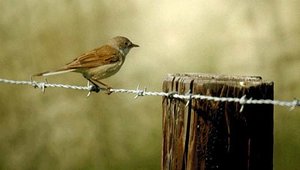 Vogel plaatjes Grasmus 