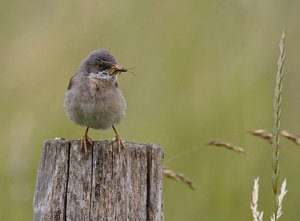 Vogel plaatjes Grasmus 