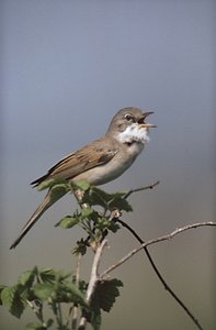 Vogel plaatjes Grasmus 