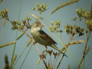 Vogel plaatjes Grasmus 