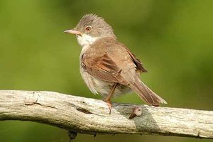 Vogel plaatjes Grasmus 