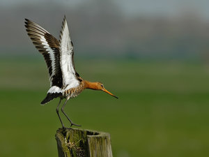 Vogel plaatjes Grutto 