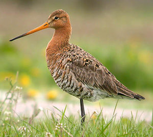 Vogel plaatjes Grutto 