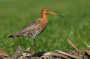 Vogel plaatjes Grutto 