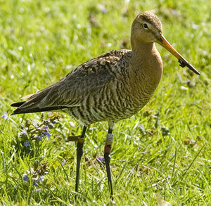 Vogel plaatjes Grutto 