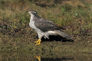 Vogel plaatjes Havik 