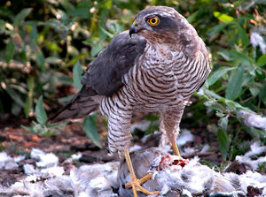 Vogel plaatjes Havik 