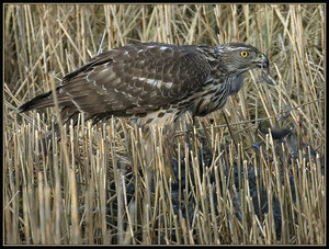 Vogel plaatjes Havik 