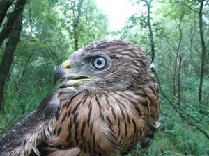 Vogel plaatjes Havik 