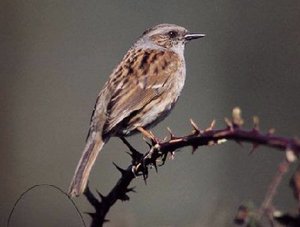 Vogel plaatjes Heggemus 