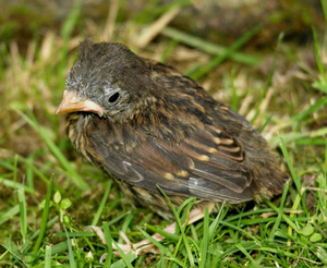 Vogel plaatjes Heggemus 