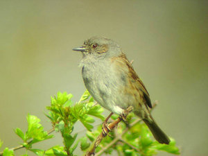 Vogel plaatjes Heggemus 