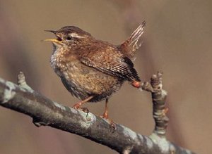 Vogel plaatjes Heggemus Winterkoninkje