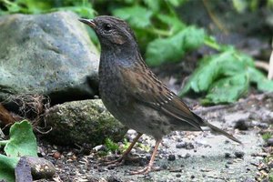 Vogel plaatjes Heggemus 