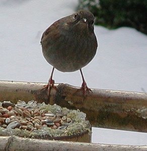 Vogel plaatjes Heggemus 