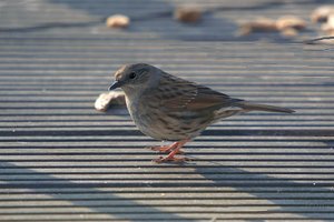 Vogel plaatjes Heggemus 