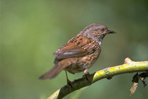 Vogel plaatjes Heggemus 