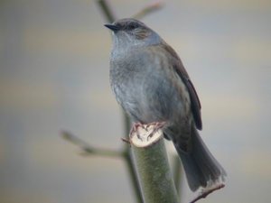 Vogel plaatjes Heggemus Heggemus Op Tak