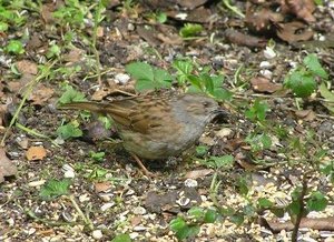 Vogel plaatjes Heggemus 