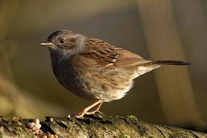 Vogel plaatjes Heggemus 