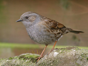 Vogel plaatjes Heggemus 