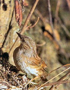 Vogel plaatjes Heggemus 