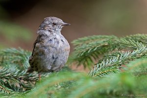 Vogel plaatjes Heggemus 