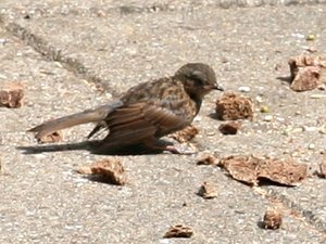 Vogel plaatjes Heggemus 