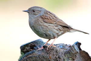 Vogel plaatjes Heggemus 