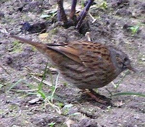 Vogel plaatjes Heggemus 