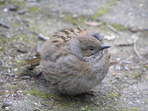 Vogel plaatjes Heggemus 