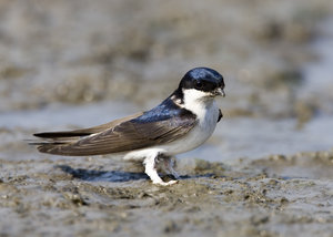 Vogel plaatjes Huiszwaluw 