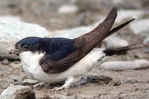 Vogel plaatjes Huiszwaluw 