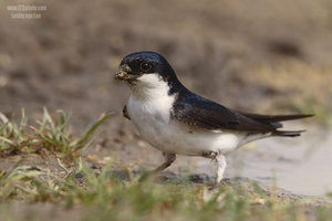 Vogel plaatjes Huiszwaluw 