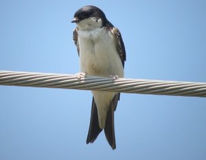 Vogel plaatjes Huiszwaluw 