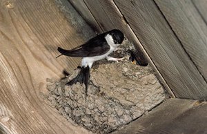 Vogel plaatjes Huiszwaluw 