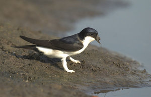 Vogel plaatjes Huiszwaluw 