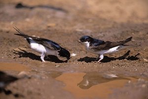 Vogel plaatjes Huiszwaluw 