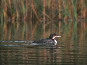 Vogel plaatjes Ijsduiker 