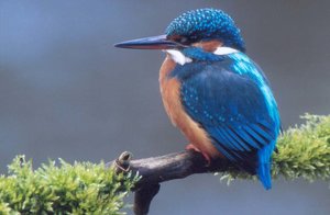 Vogel plaatjes Ijsvogel 