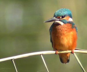 Vogel plaatjes Ijsvogel 