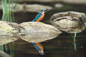 Vogel plaatjes Ijsvogel 