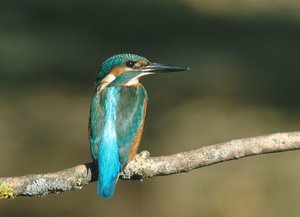 Vogel plaatjes Ijsvogel 