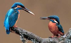 Vogel plaatjes Ijsvogel 