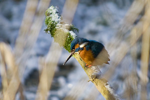 Vogel plaatjes Ijsvogel 