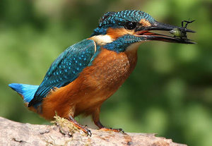 Vogel plaatjes Ijsvogel 